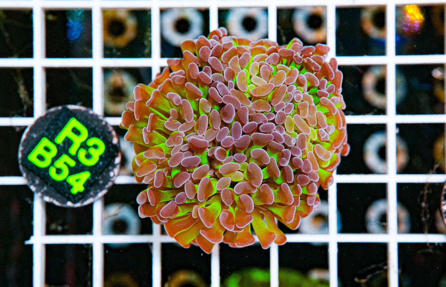 Bi-Colored Hammer Colony "WYSIWYG"