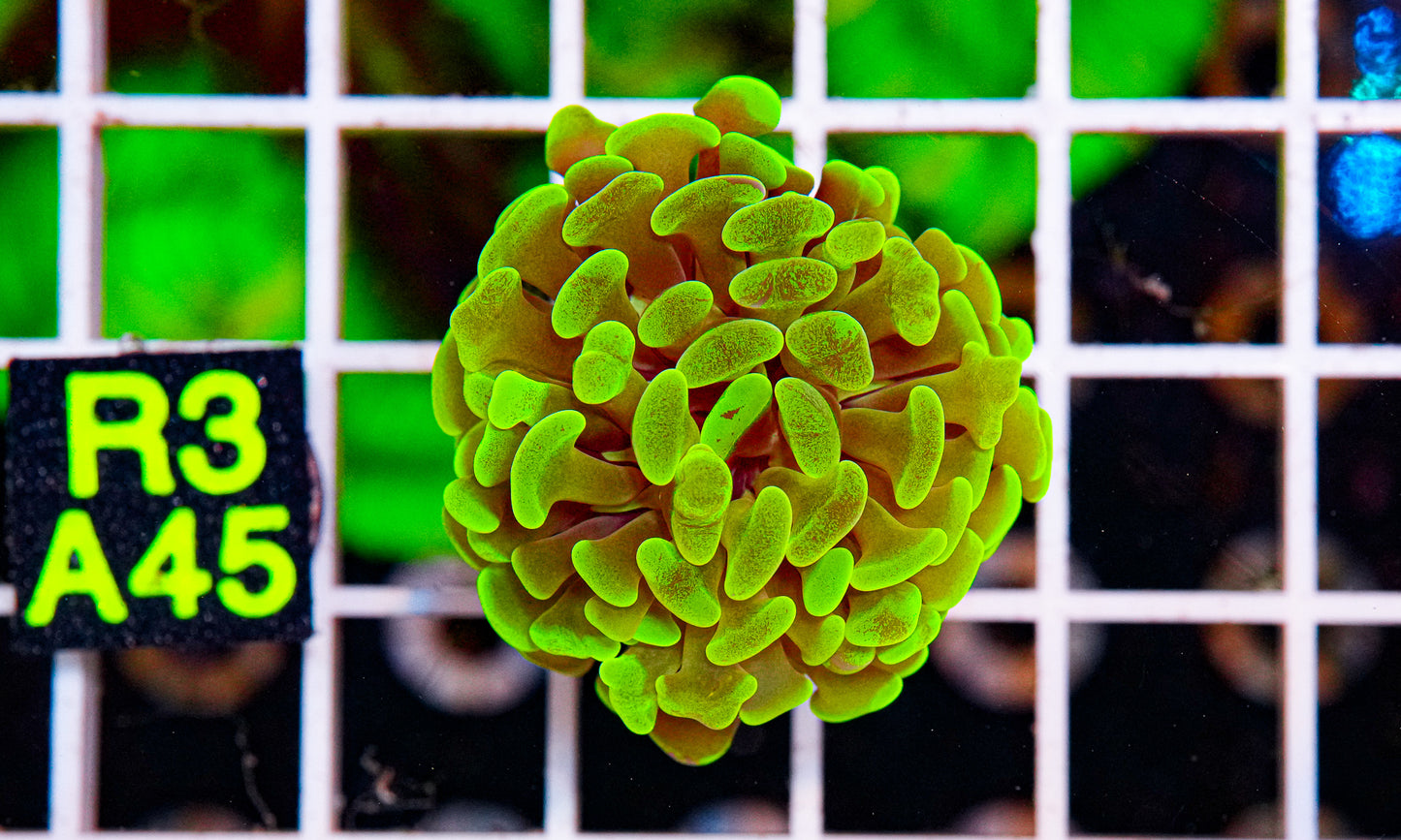 Neon Green/Gold Hammer "WYSIWYG"