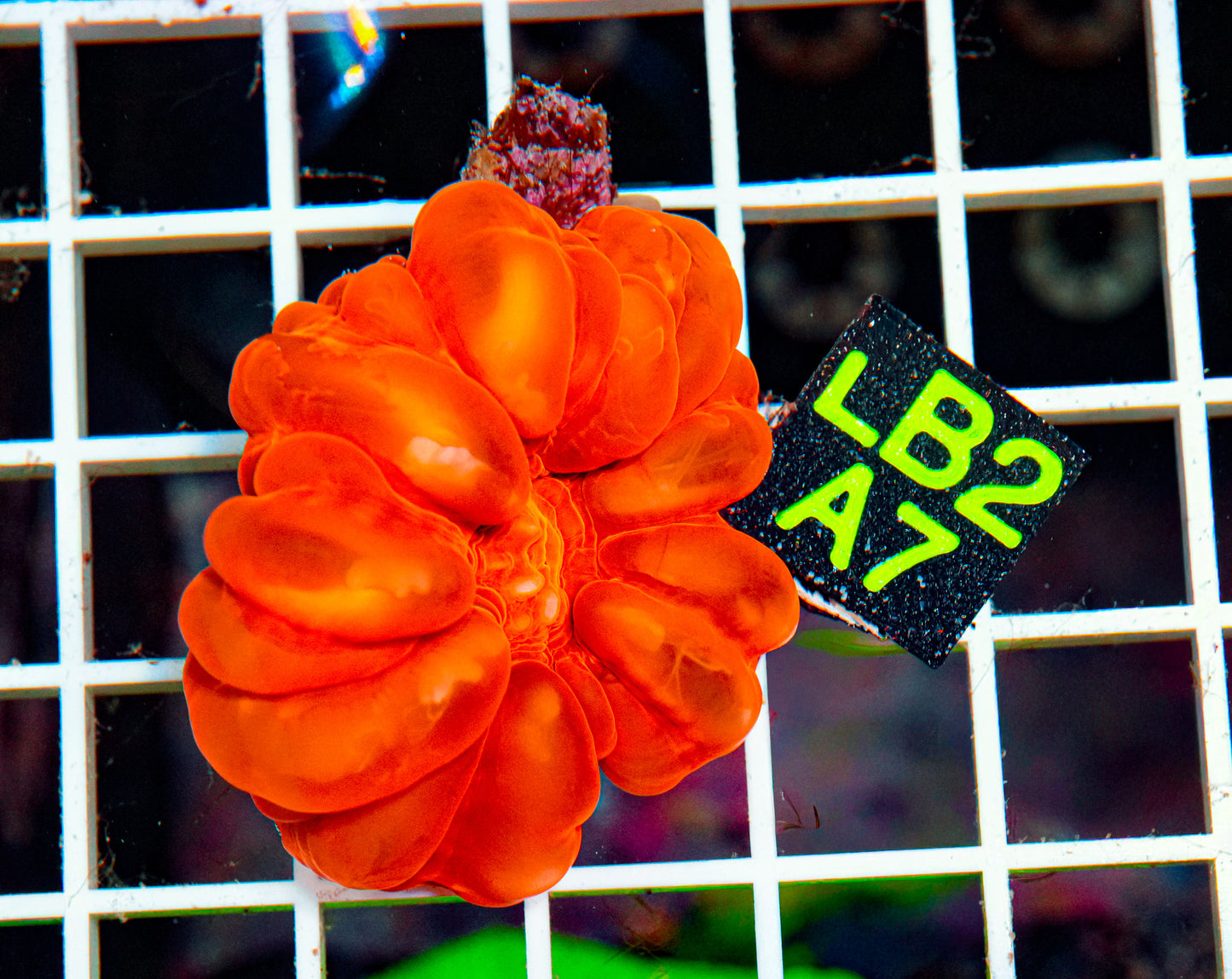 RARE Red Cynarina "WYSIWYG"