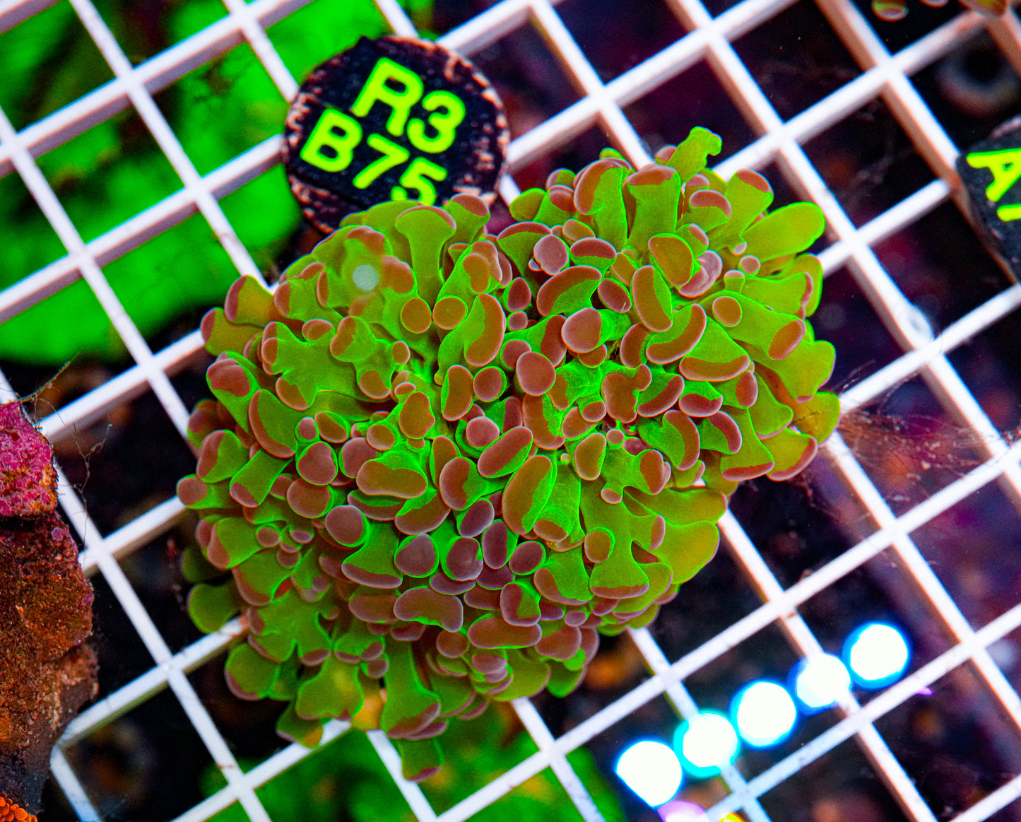 Ultra Green Euphyllia Colony"WYSIWYG"