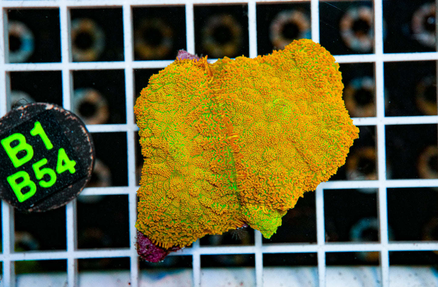 Ultra Rhodactis Mushroom"WYSIWYG"
