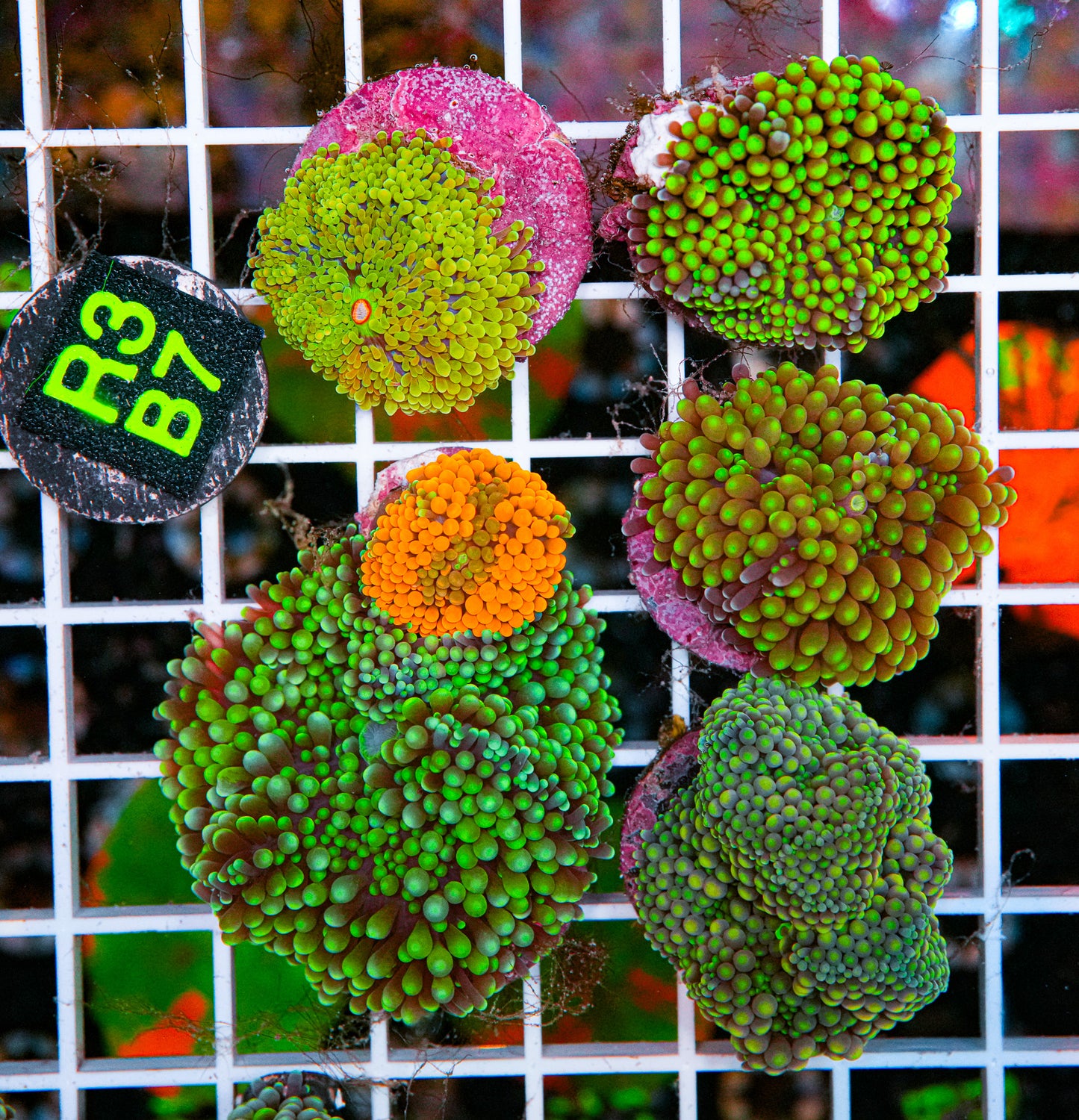 Matt's Frag Pack Mushrooms"WYSIWYG"
