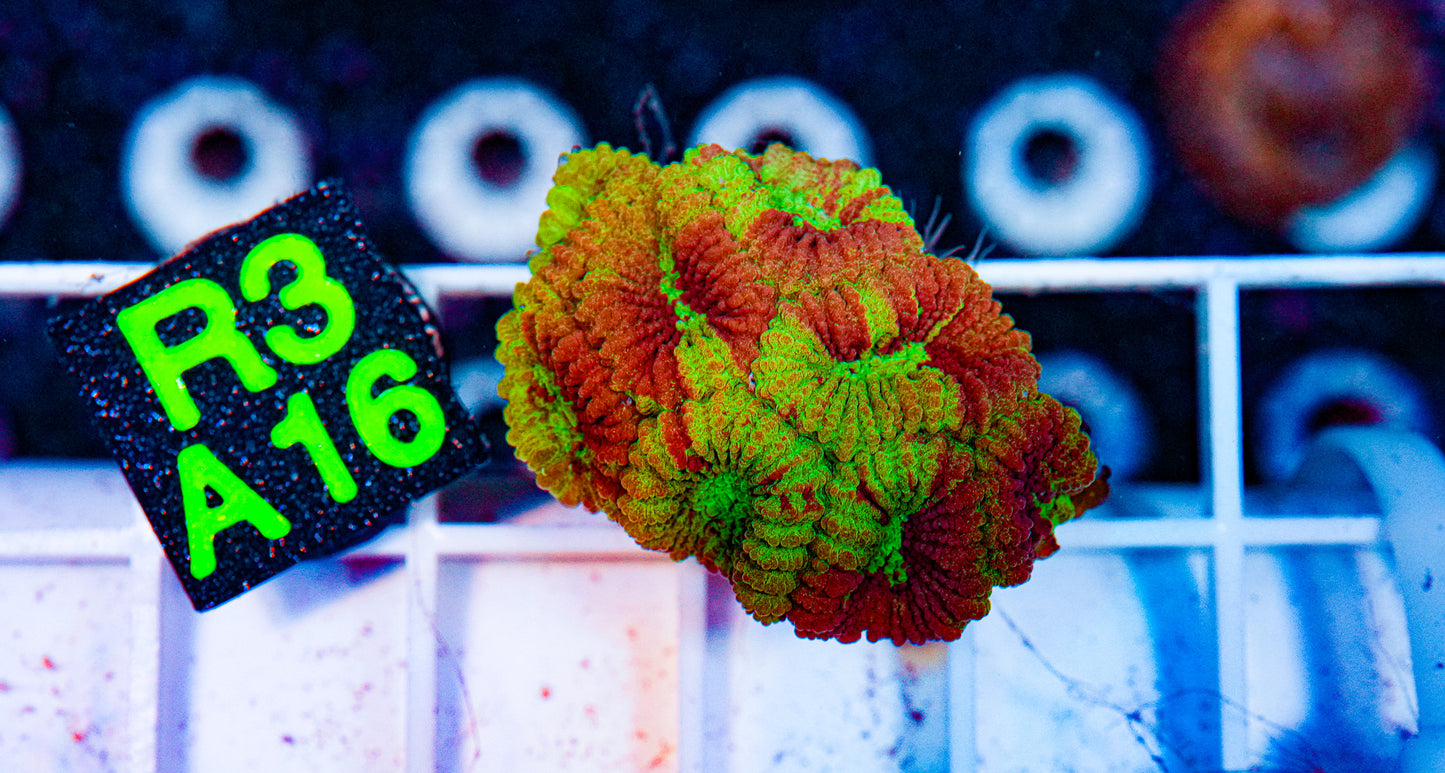 Ultra Favia Frag Green/Red WYSIWYG"