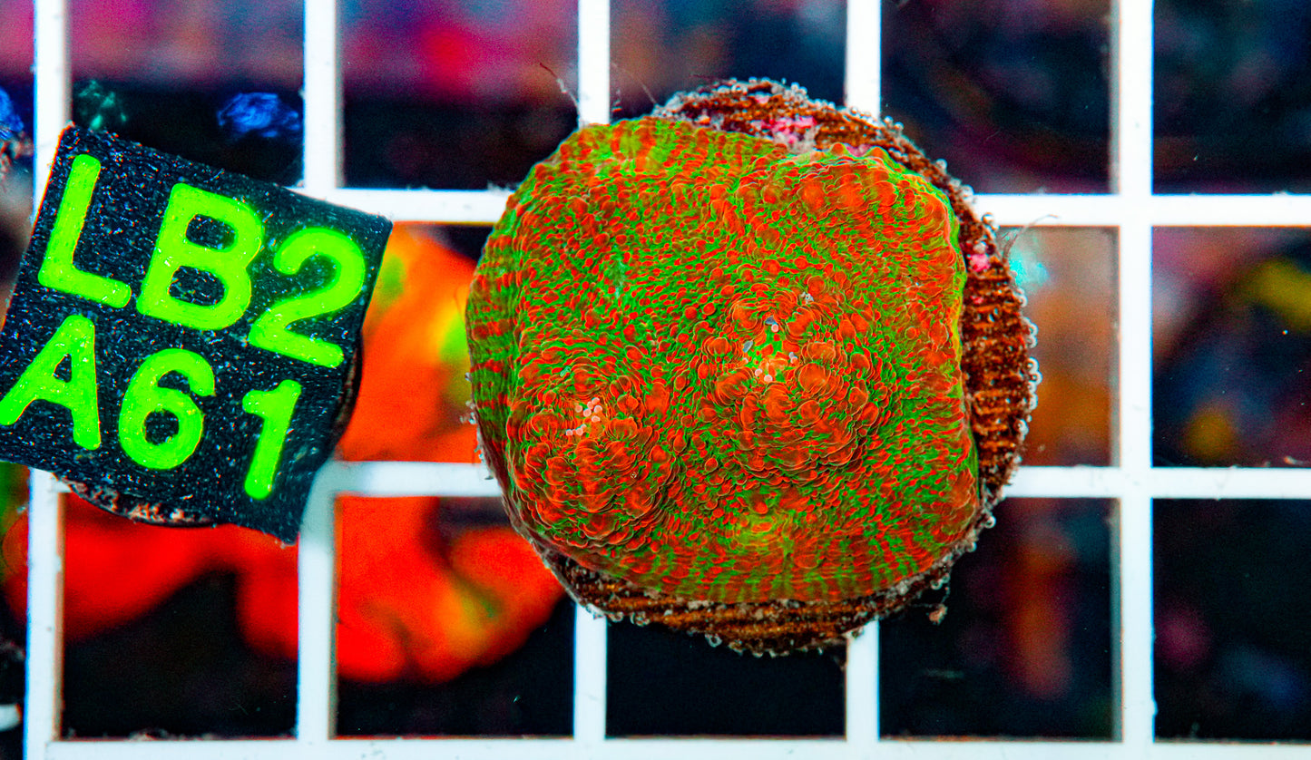 Ultra Green/Red Chalice "WYSIWYG"