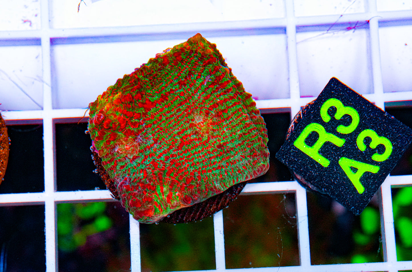 Ultra Green/Red Chalice Frag "WYSIWYG"