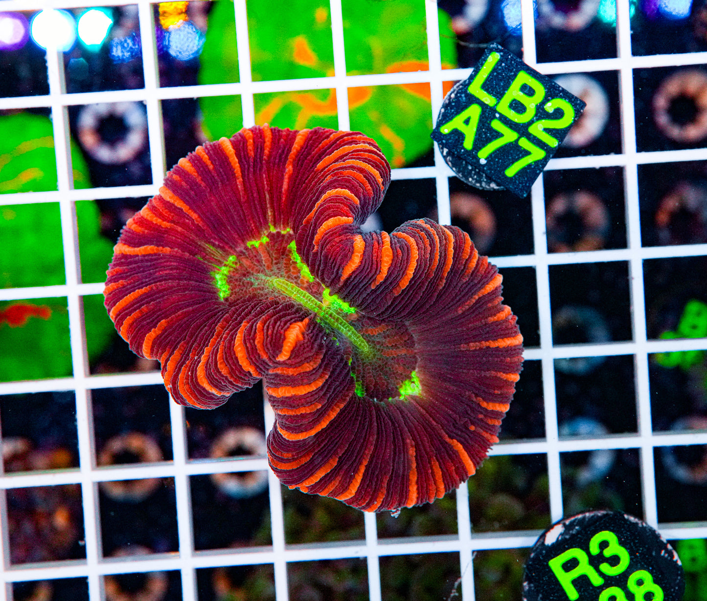 Ultra Trachyphyllia "WYSIWYG"