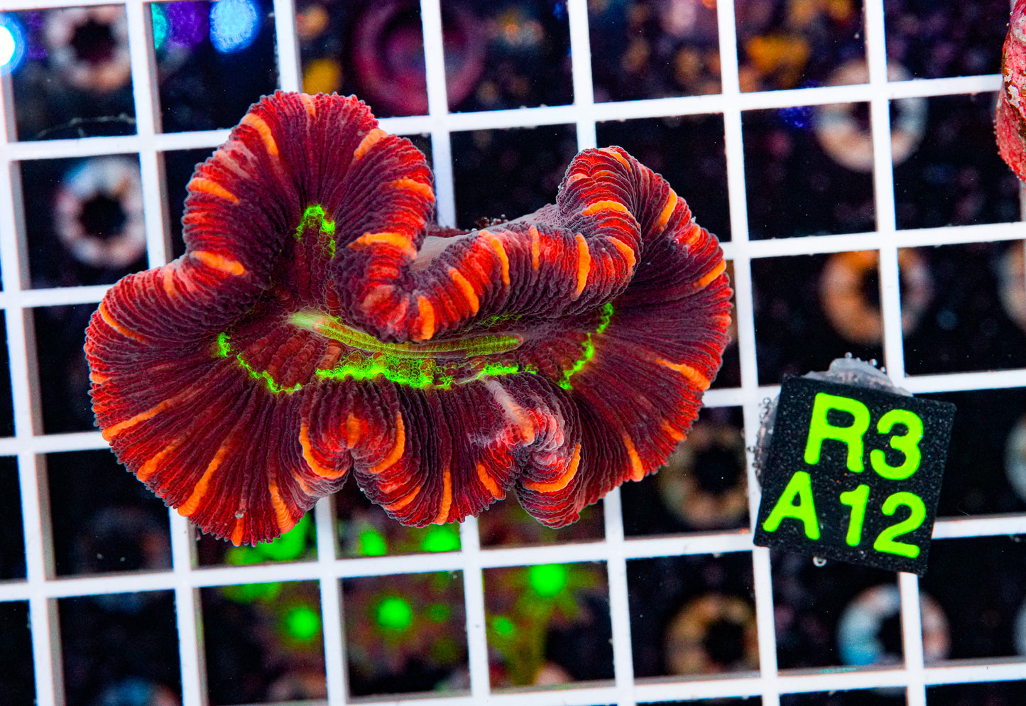 Ultra Trachyphyllia "WYSIWYG"
