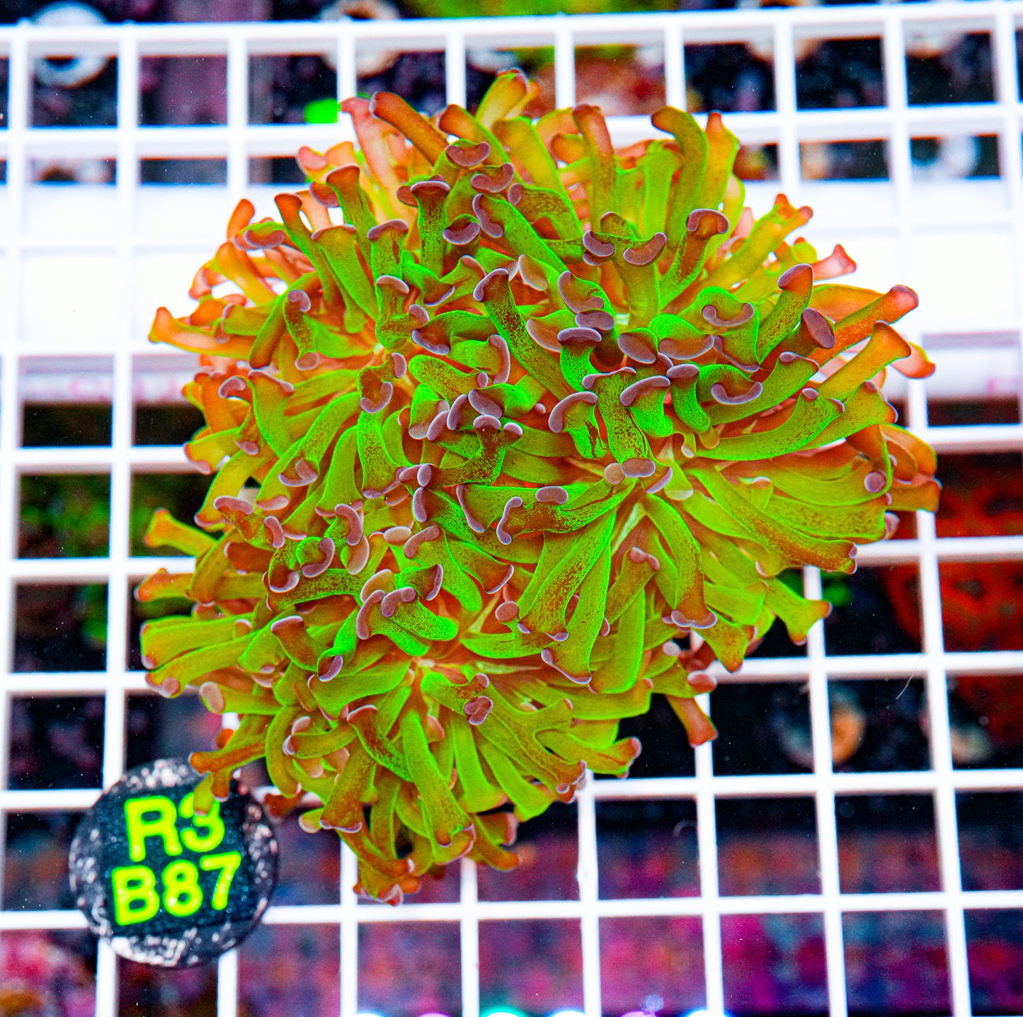 Ultra Green/Purple Hammer "WYSIWYG"