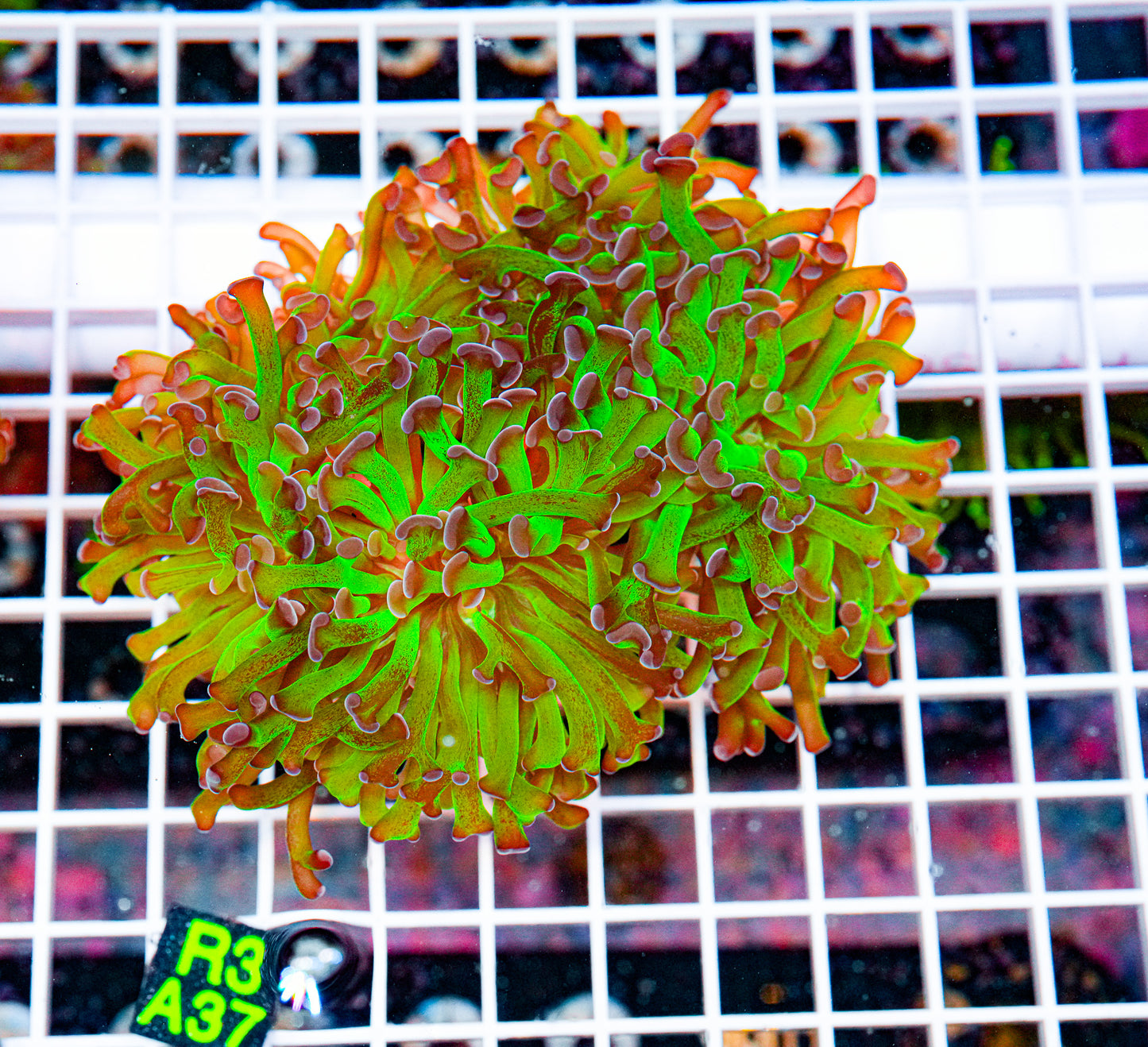 Ultra Green/Purple Hammer "WYSIWYG"
