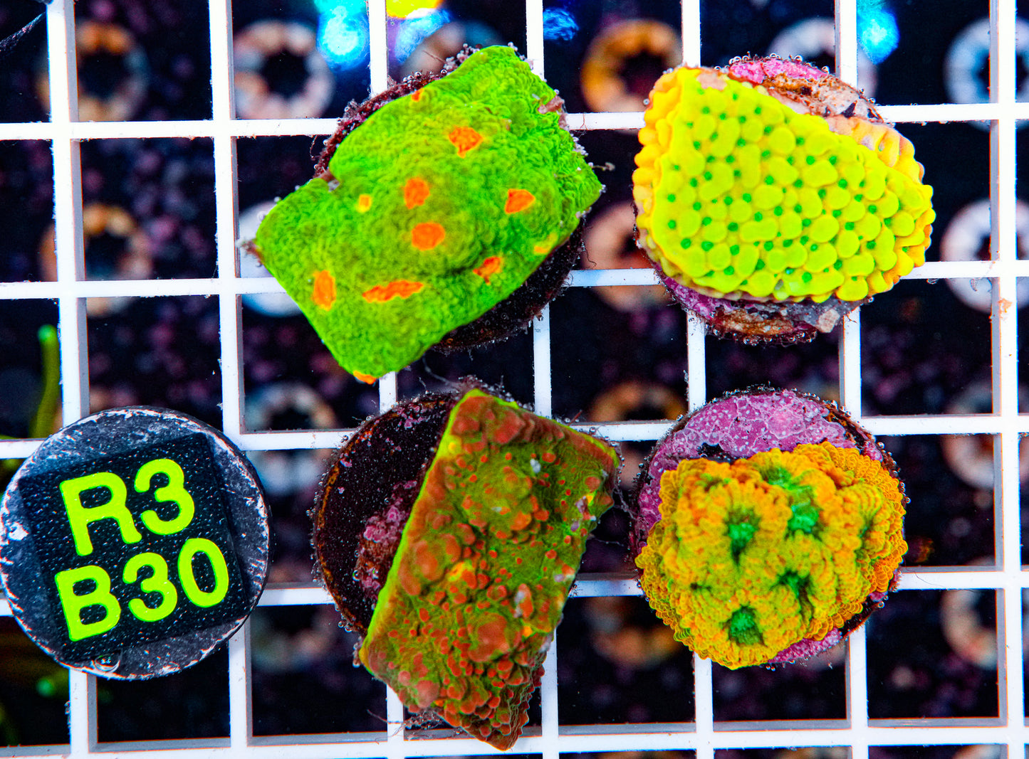 Matt's Frag Pack Spooky Edition "WYSIWYG"