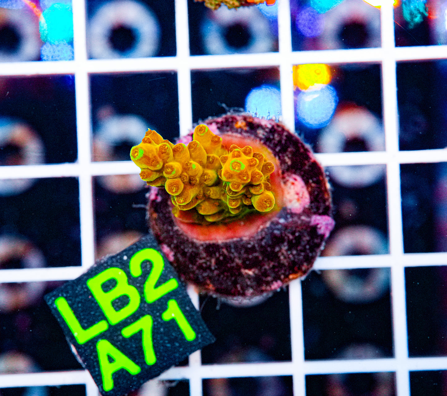 Ultra Acro Frag "WYSIWYG"