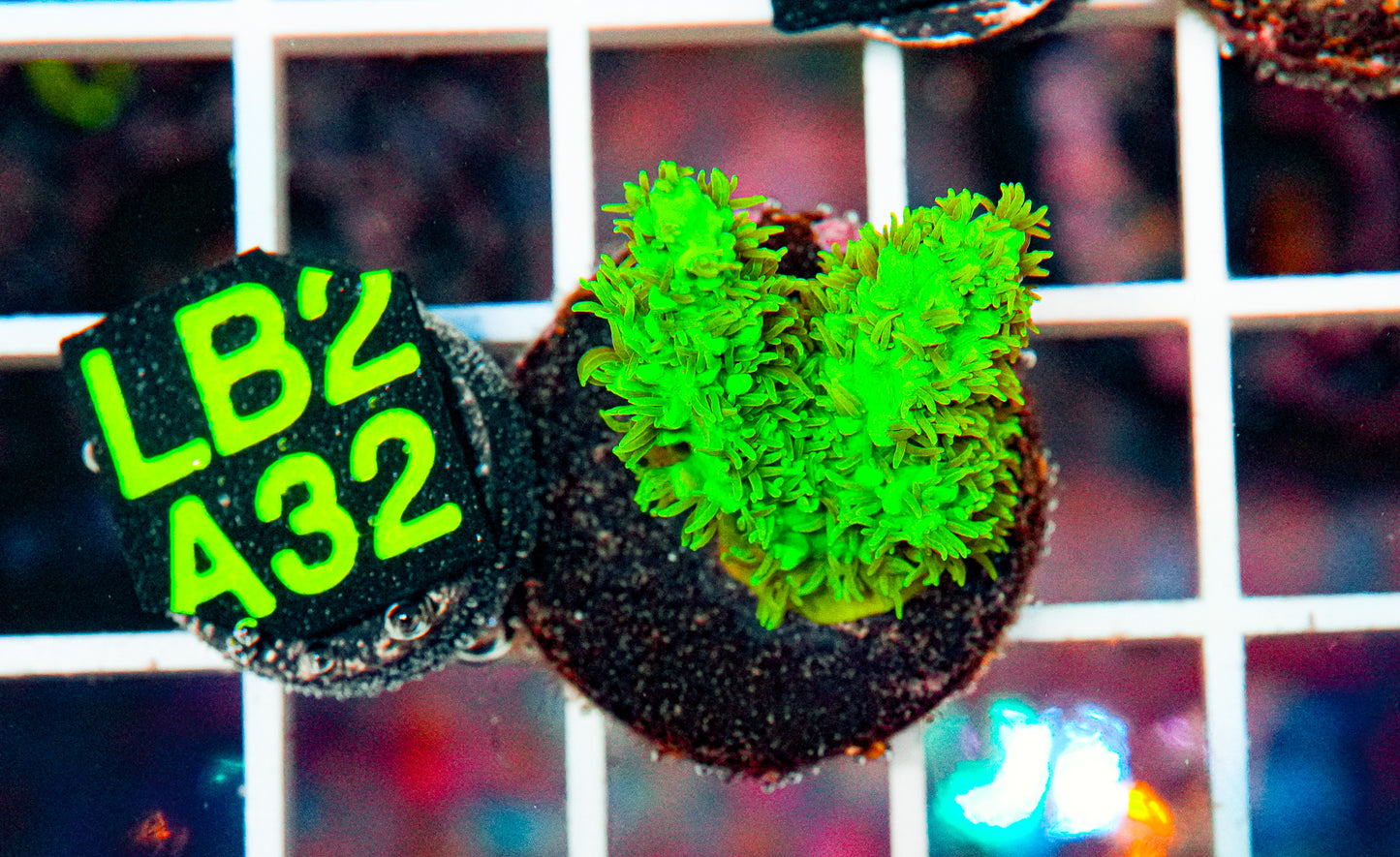 Green Acro Frag "WYSIWYG"