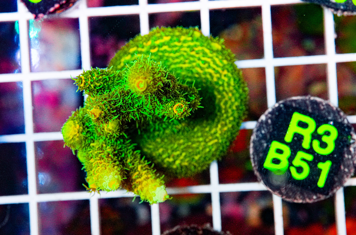 Acro Frag Fully Encrusted "WYSIWYG"