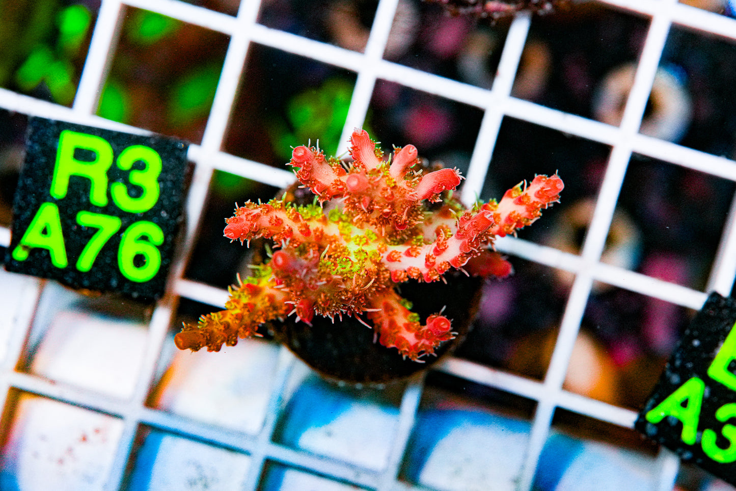 Confetti Acro Frag "WYSIWYG"