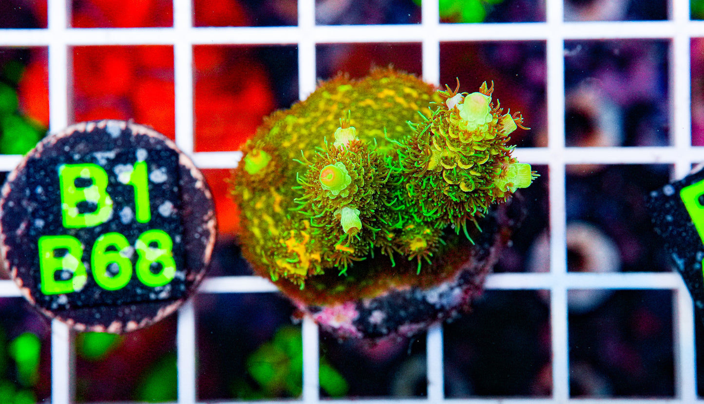 Green Acro Frag "WYSIWYG"
