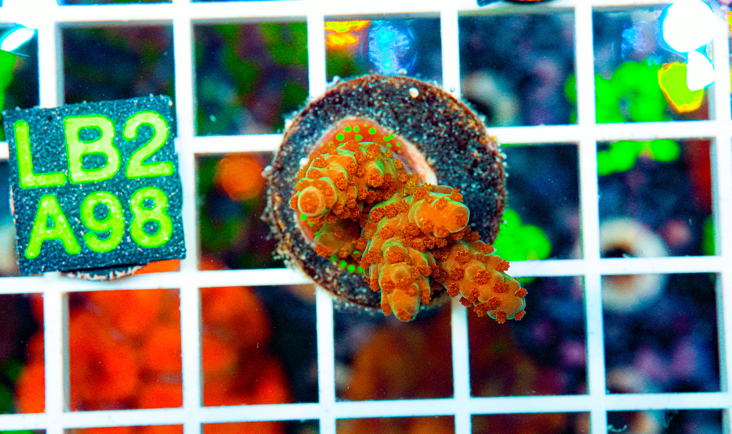 Ultra Acro Frag "WYSIWYG"