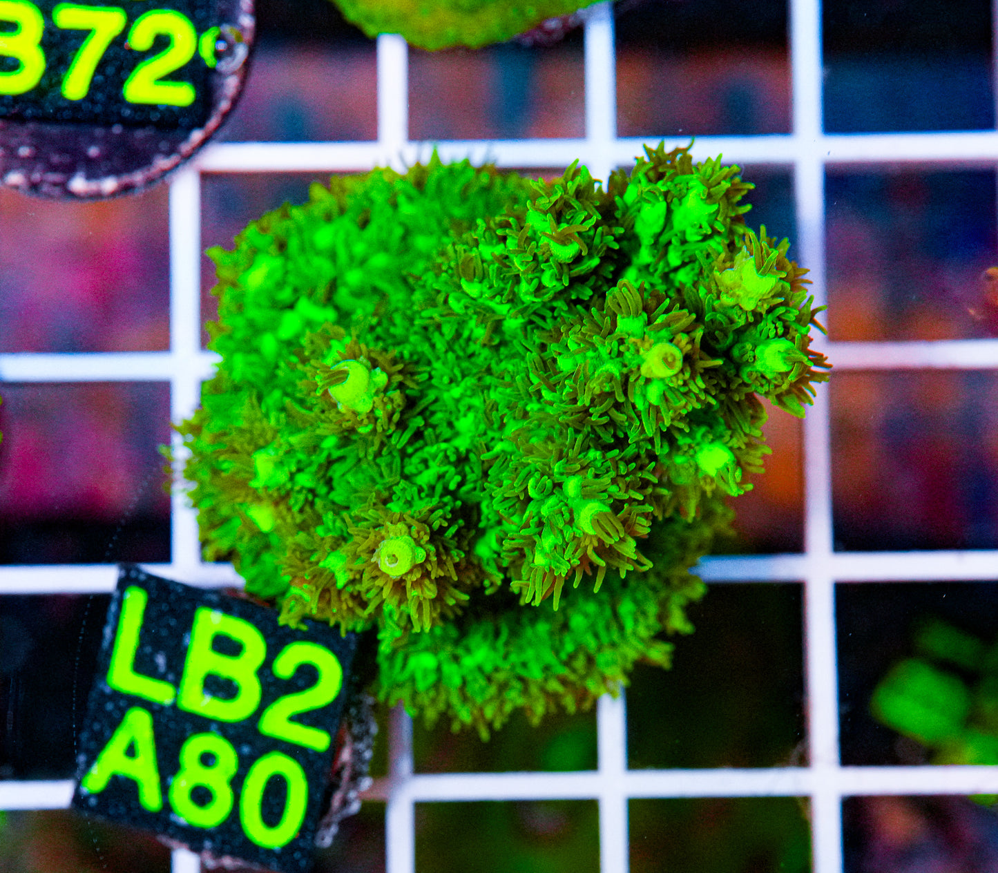 Acro Frag "WYSIWYG"