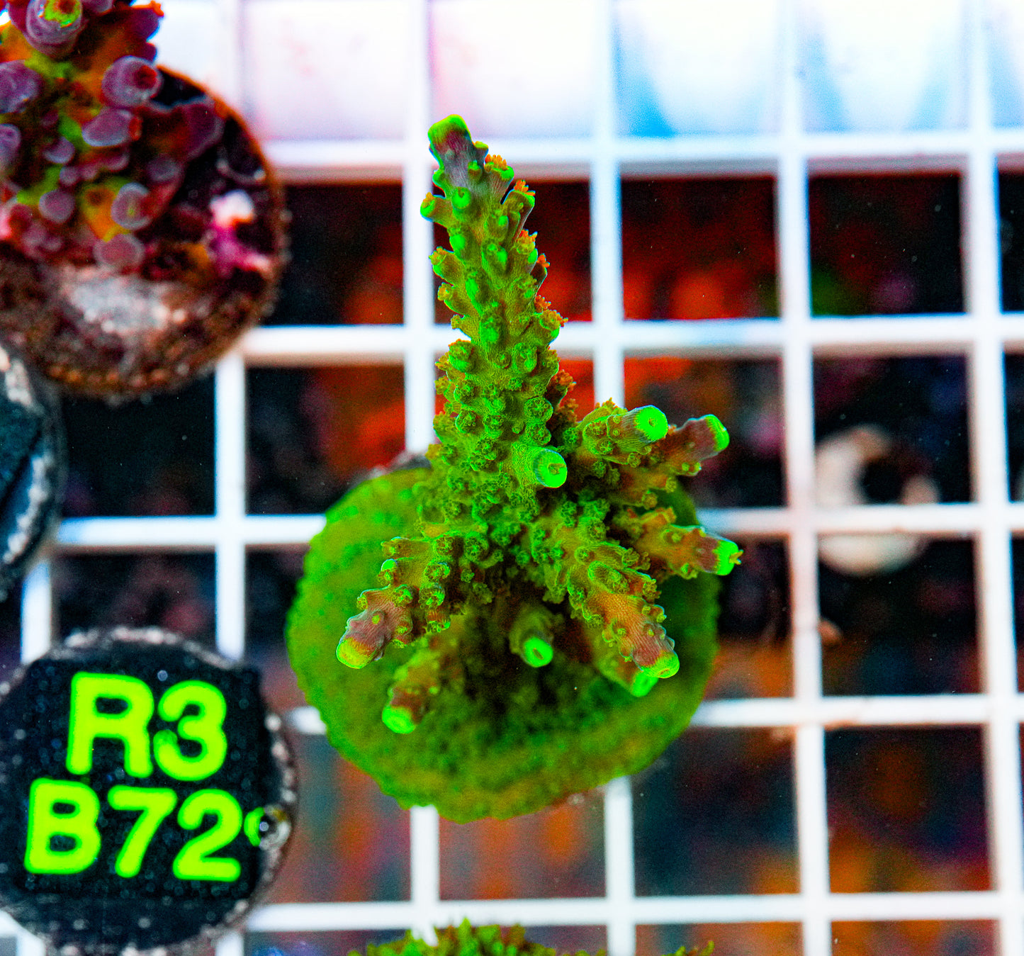 Acro Frag "WYSIWYG"