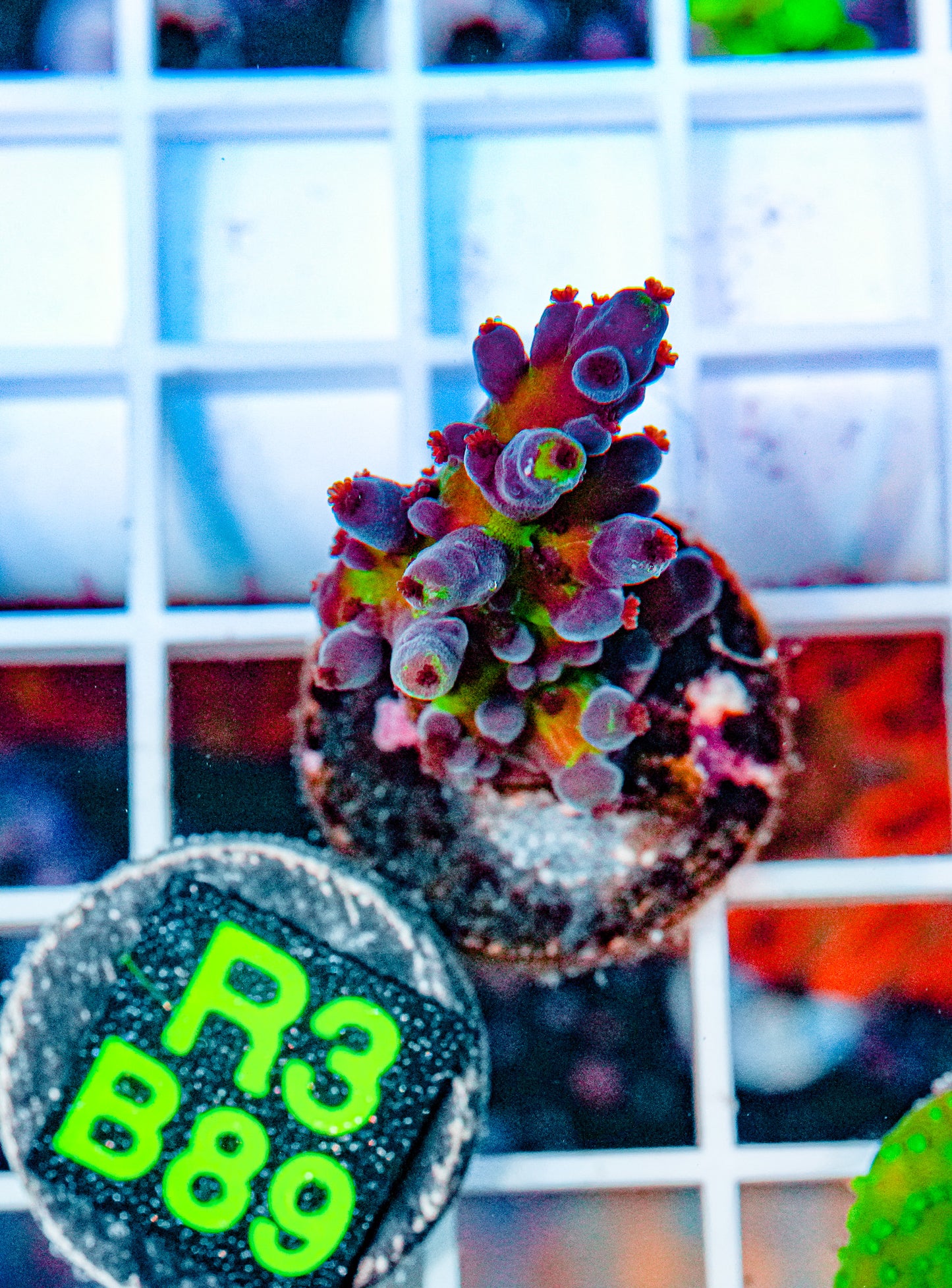 Ultra Acro Frag "WYSIWYG"