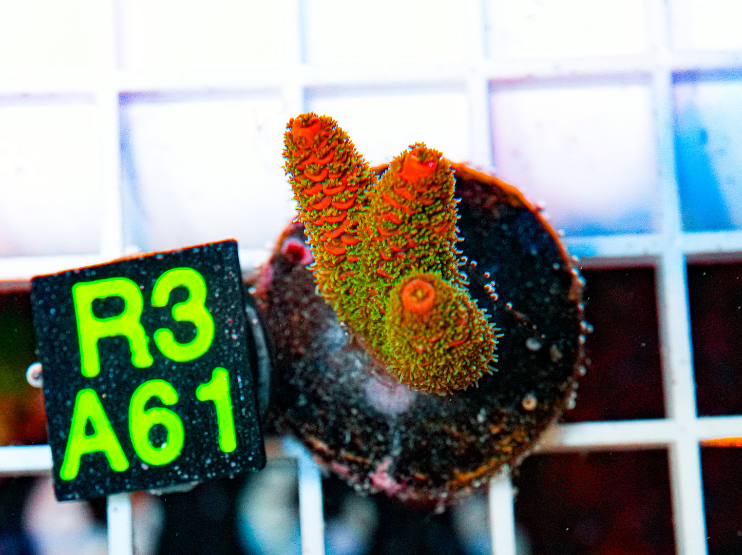 Ultra Acro Frag "WYSIWYG"