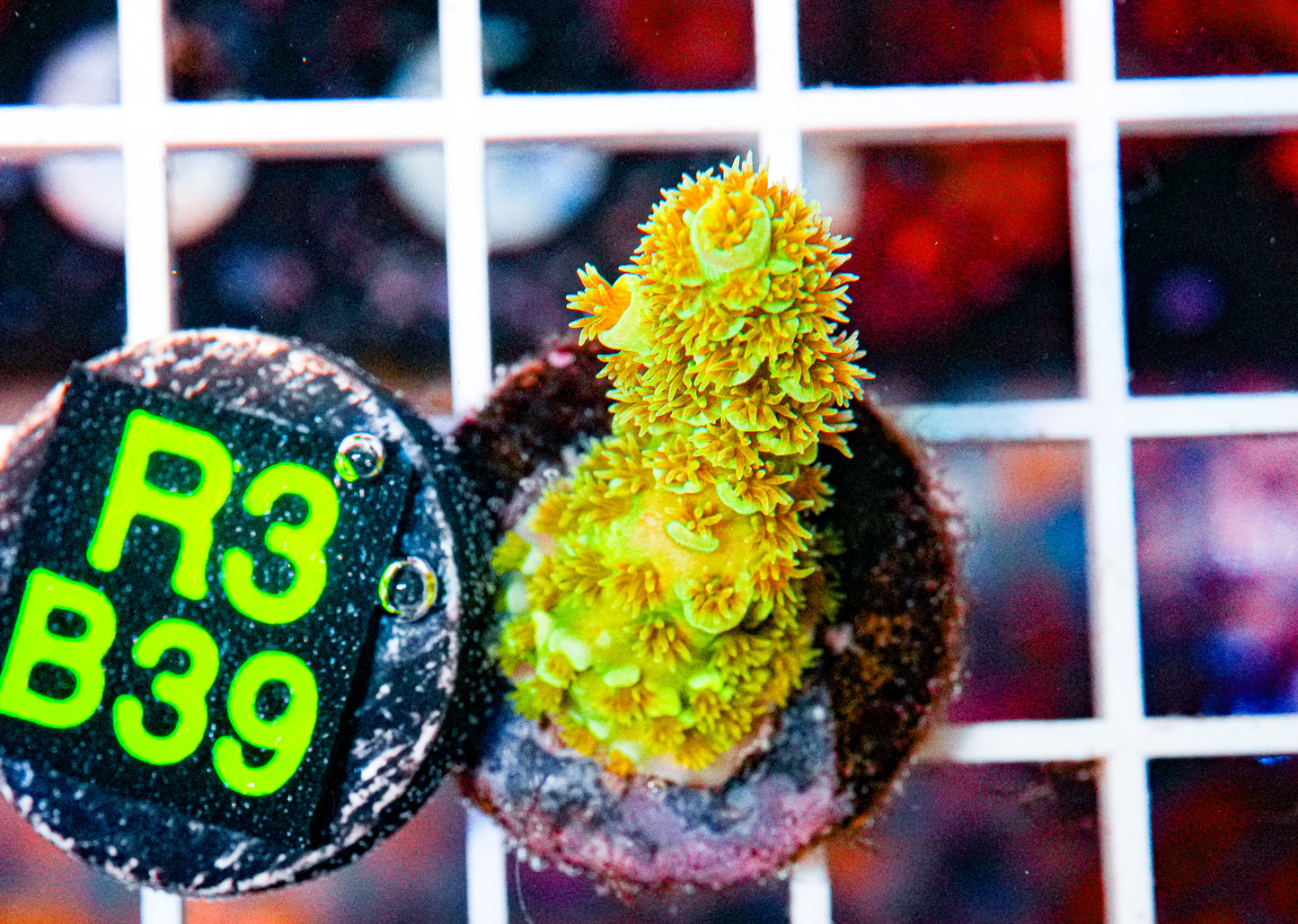 Acro Frag "WYSIWYG"