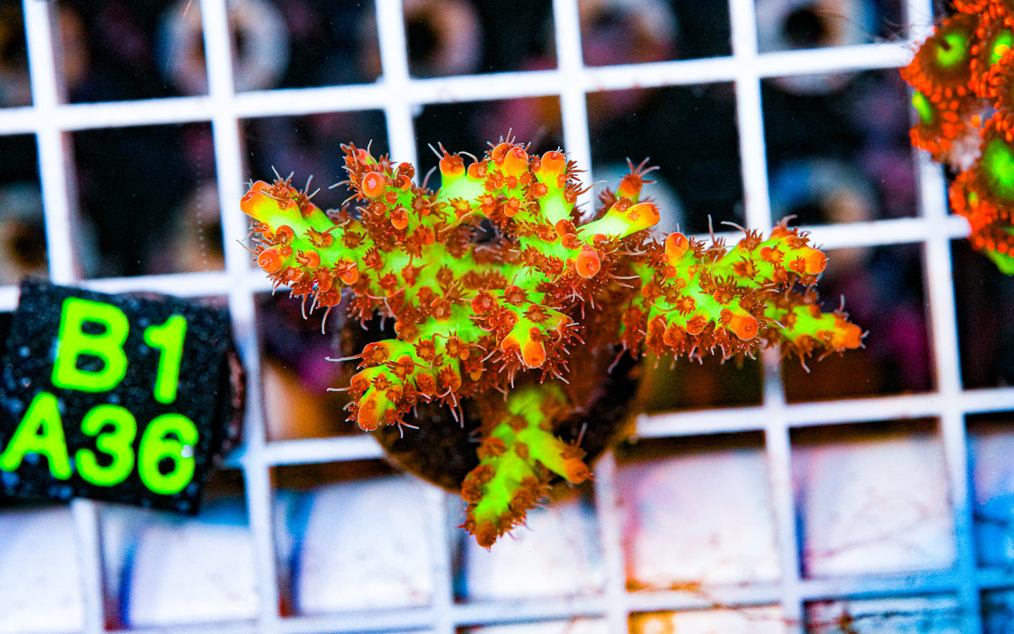 Strawberry Shortcake Acro Frag "WYSIWYG"