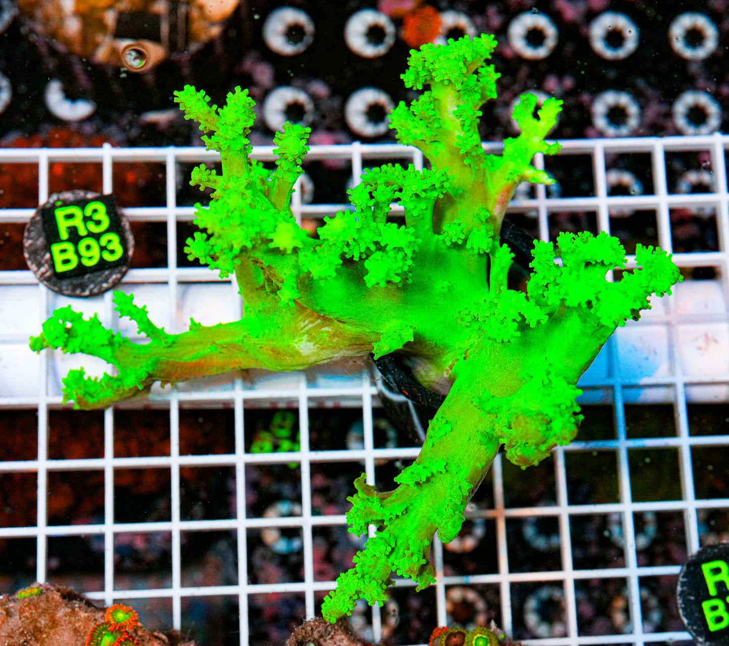 Ultra Green Sinularia Large Colony "WYSIWYG"