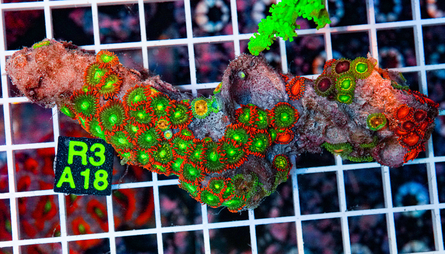 Zoa Colony "WYSIWYG"