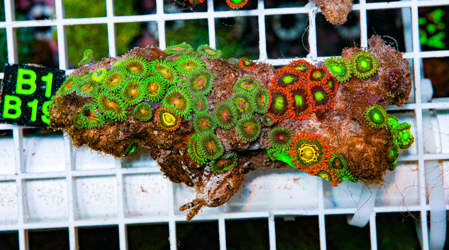 Zoa Colony "WYSIWYG"