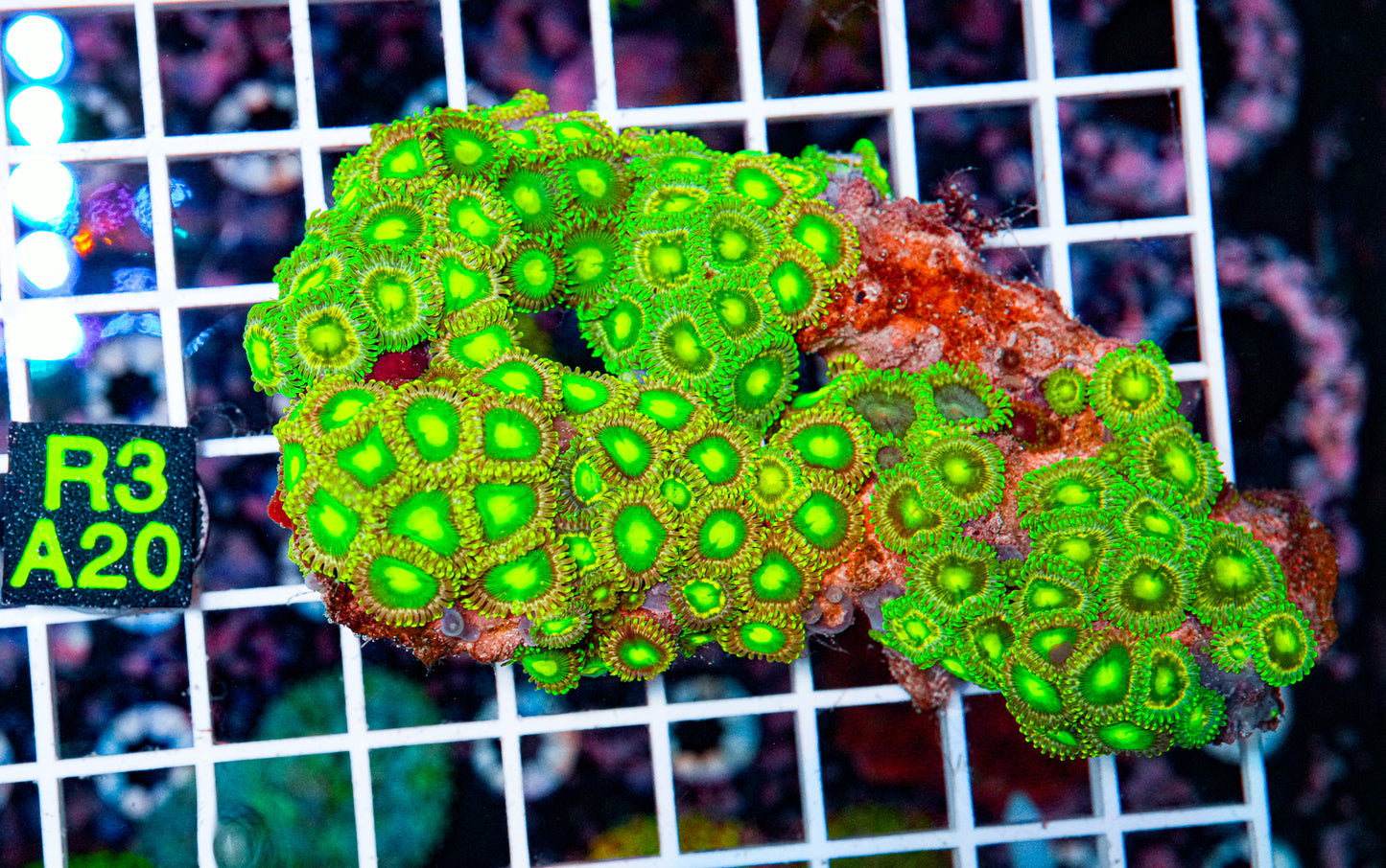 Zombie Green Zoa Colony "WYSIWYG"