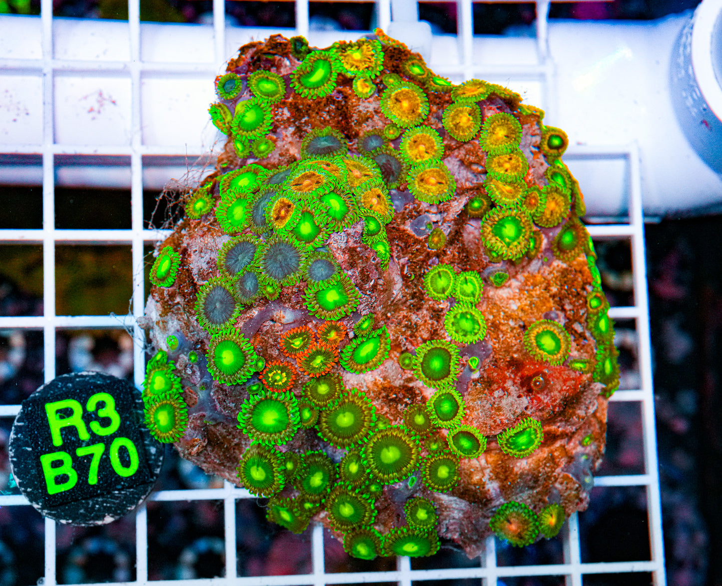 Spooky Potion Zoa Colony "WYSIWYG"