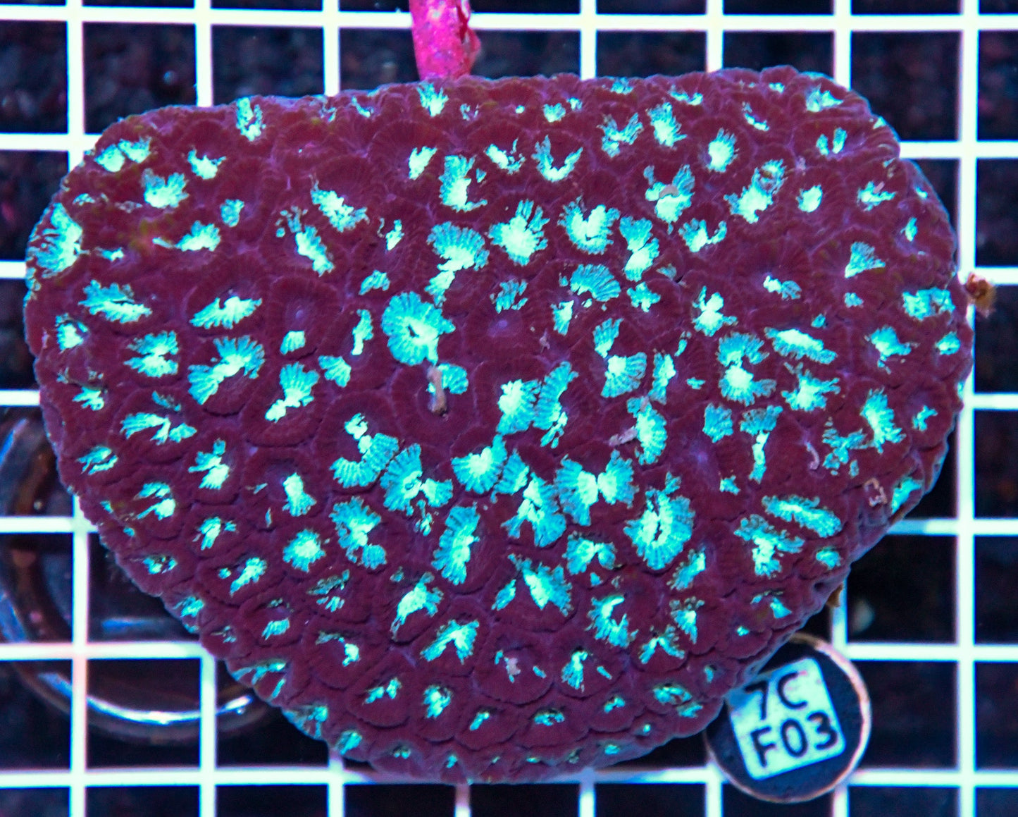 Favia INDO
