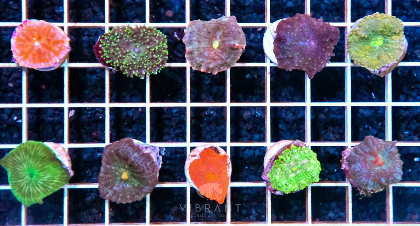 Frag Mushroom 10pp Pack SAMPLE