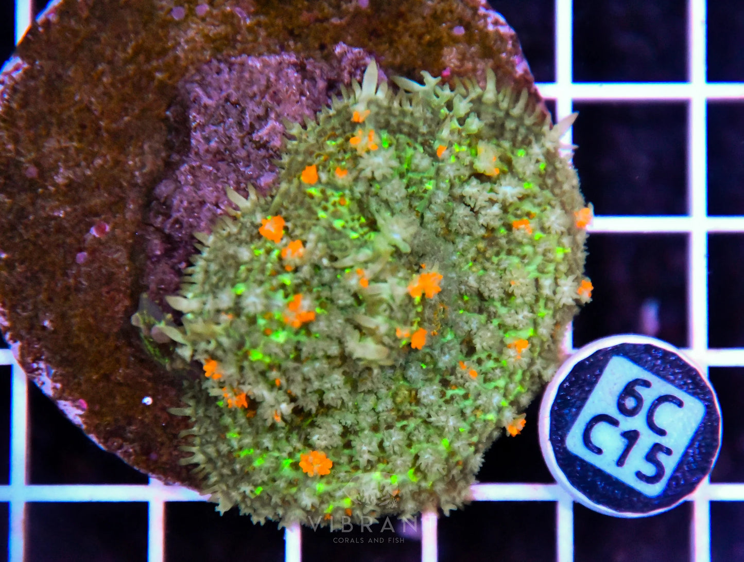 Mushroom INDO