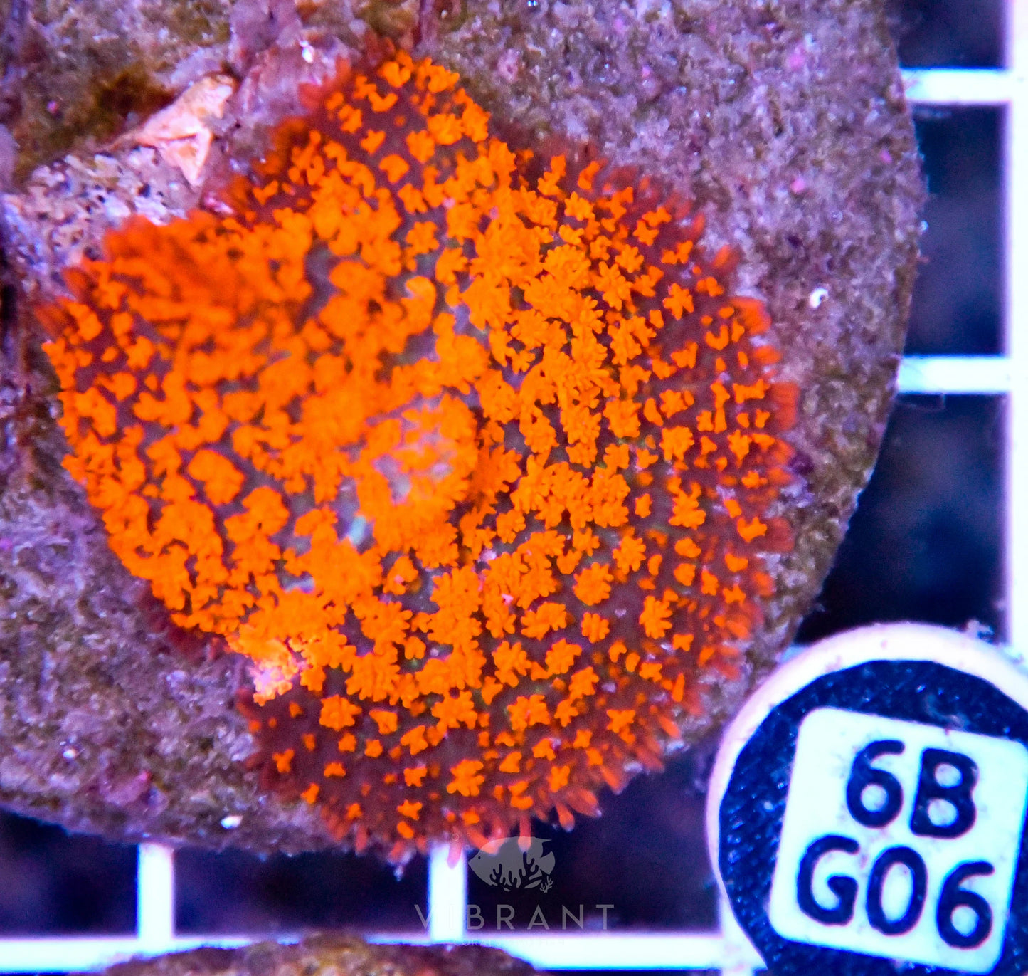 Mushroom INDO