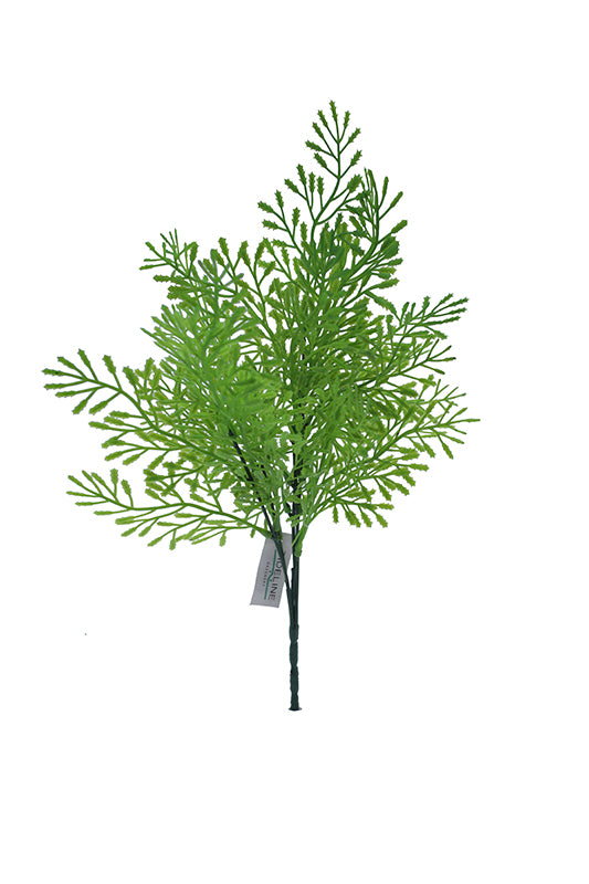 Naturescapes Ambrosia Fern