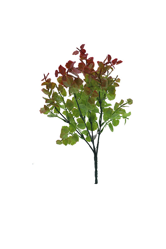Naturescapes Fagus Bush