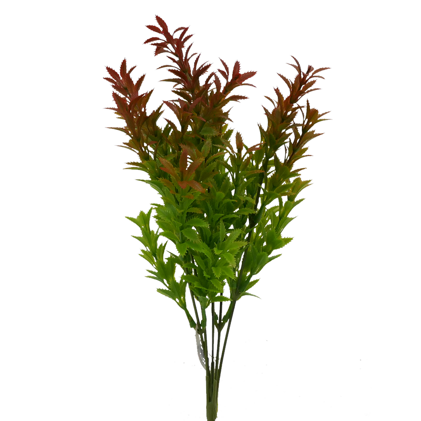 Naturescapes Mermaid Weed