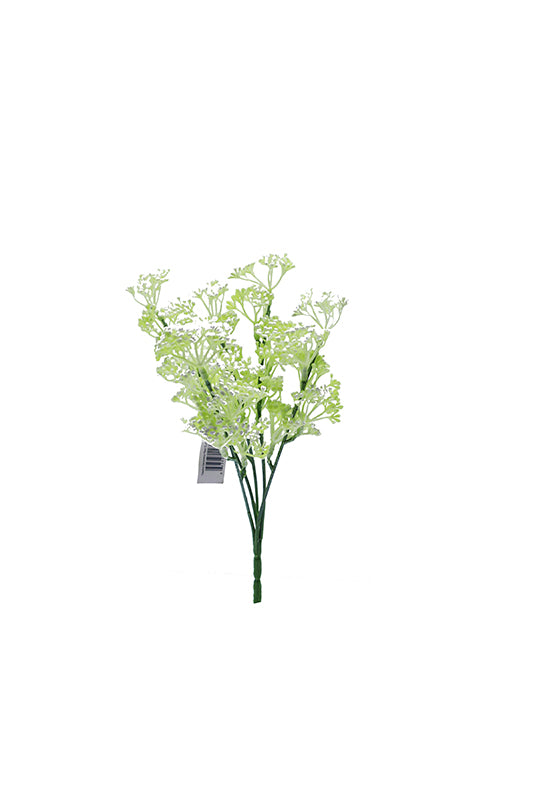 Naturescapes Queen Annes Lace