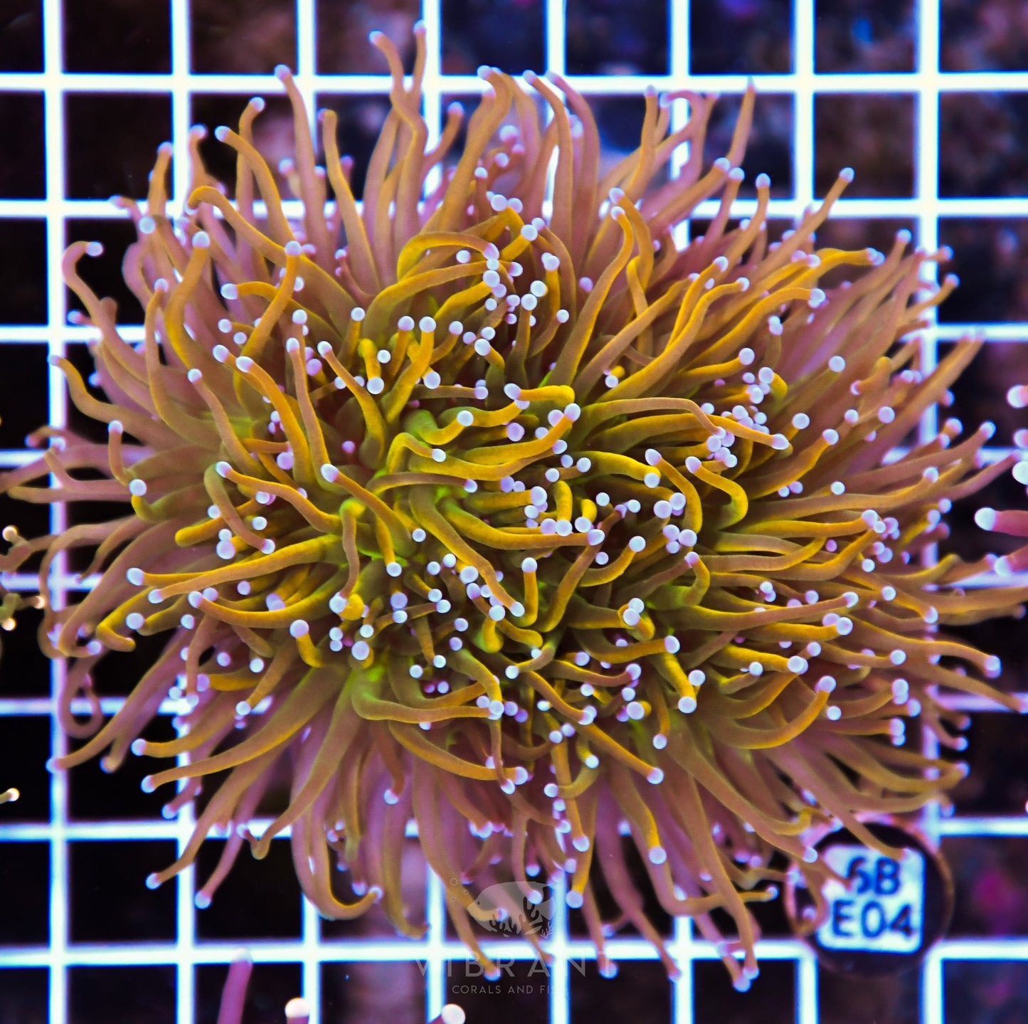 Torch INDO
