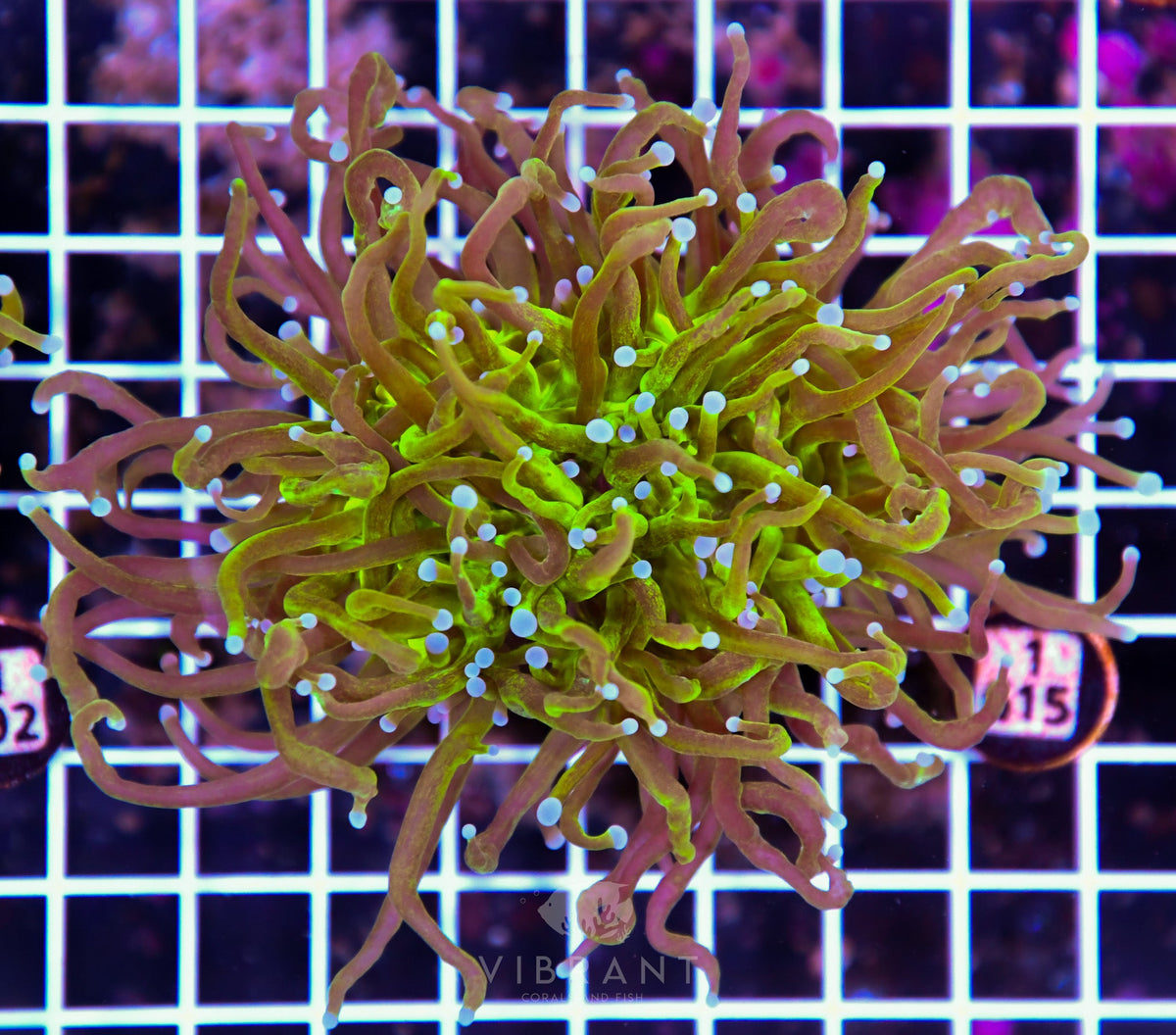 Torch INDO