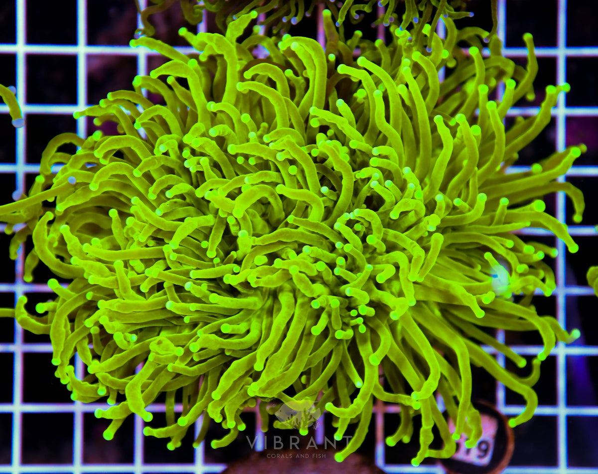 Torch INDO