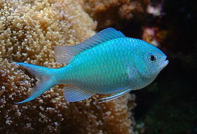 Green Chromis, Large
