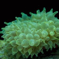 Bubbletip Anemone
