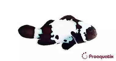 Black Snowflake Clown