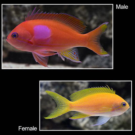 Pink Square Anthias
