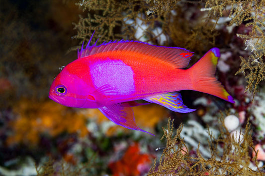 Pink Square Anthias