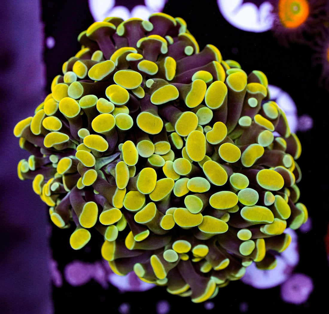 Taking Care of Your Saltwater Aquarium Corals for Every Skill Level