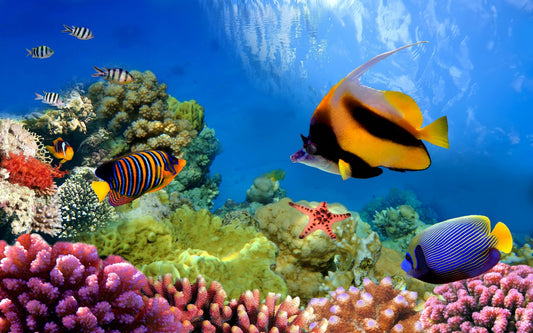 Best Beginner Corals for New Reefers