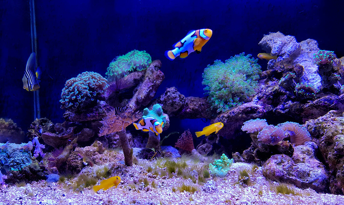 Saltwater Aquarium Cycling Guide: How Long It Really Takes and What to Expect
